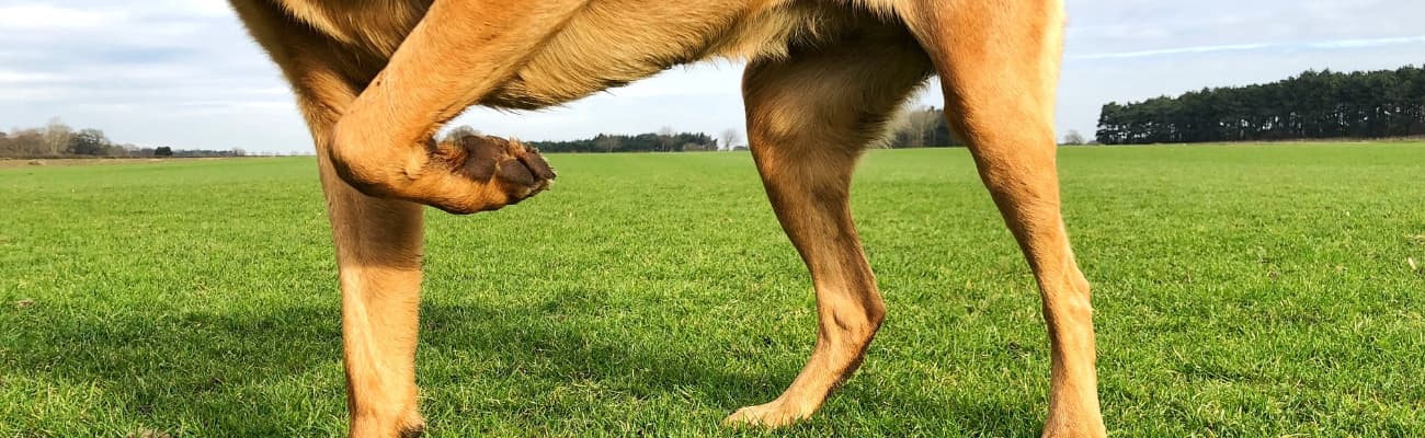 Humpelnder-Hund-mit-Gelenkproblemen