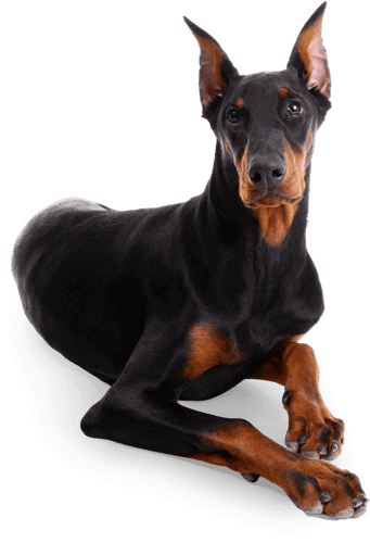 dobermann-herz-krankheit