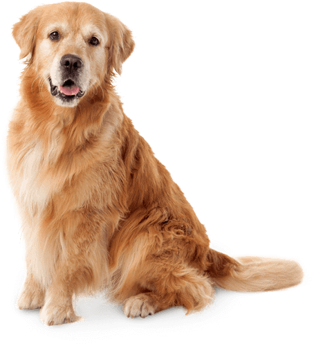 alter-golden-retriever-senior-hund-sitzt