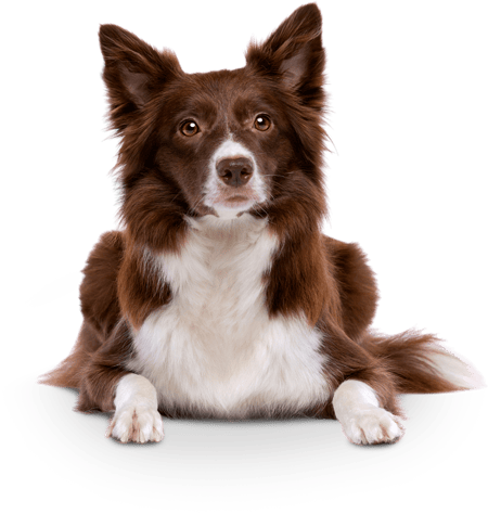 hund-leber-krankheit