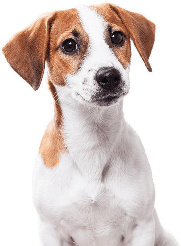 nieren-krankheit-jack-russell