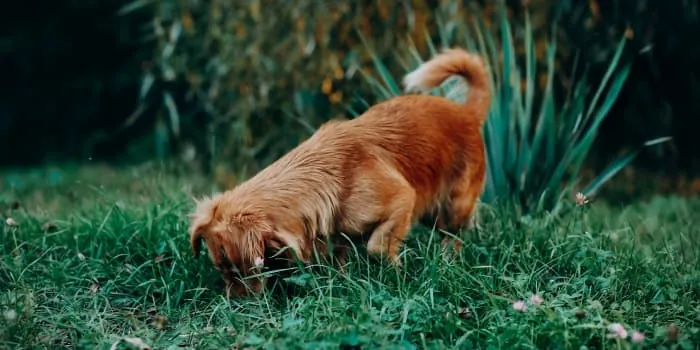 Hund-sucht-etwas-und-schnueffelt-im-Gras