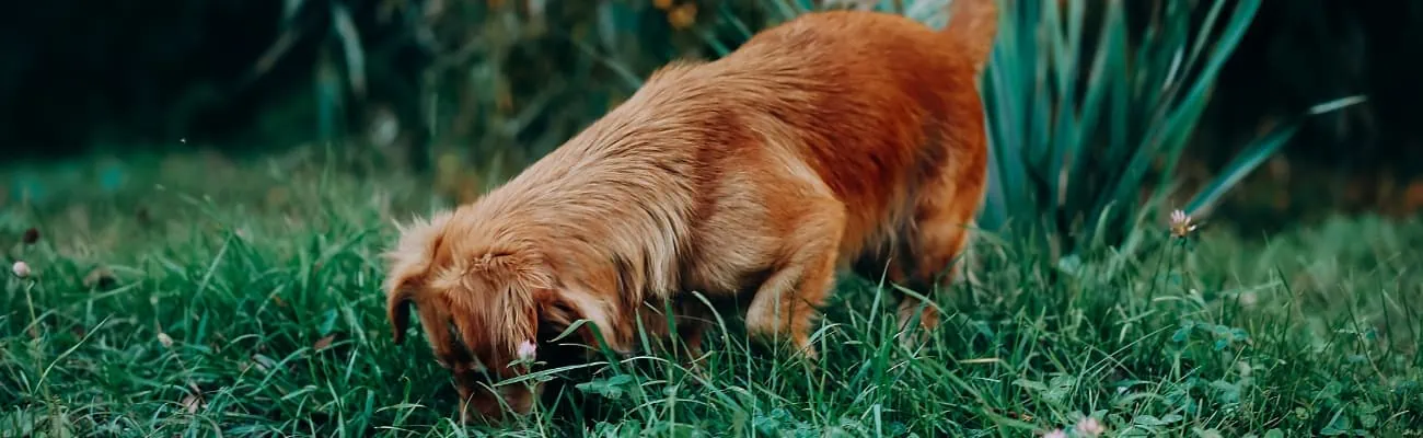 Hund-sucht-etwas-und-schnueffelt-im-Gras