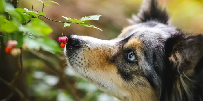 Hund-riecht-an-Fruechten-von-einer-Pflanze