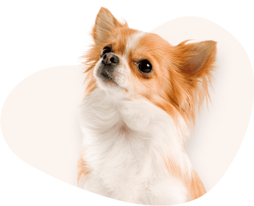 Portrait-Chihuahua-Rassefutter