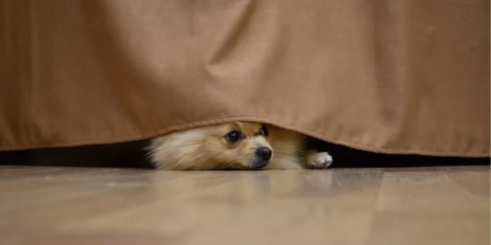 Hund-versteckt-sich-an-Silvester-vor-Knallgeraeuschen