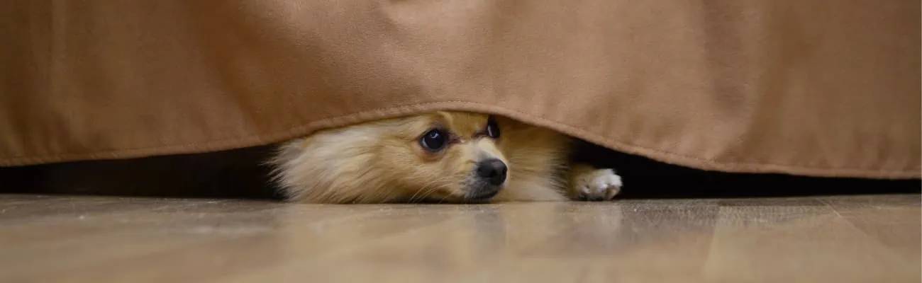 Hund-versteckt-sich-an-Silvester-vor-Knallgeraeuschen