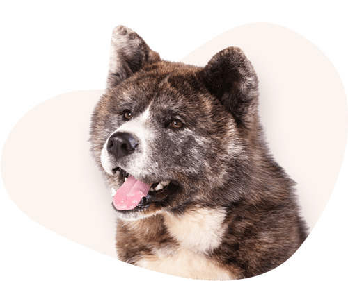 Portrait-Akita-Inu-Rassefutter