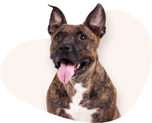 Portrait-Amstaff-Rassefutter