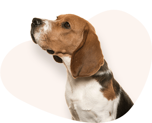 Portrait-Beagle-Rassefutter