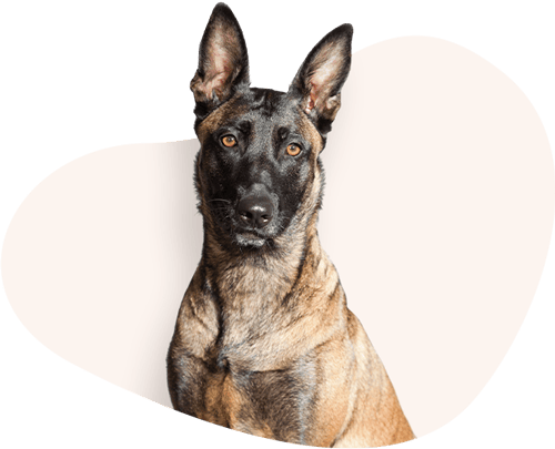 Portrait-Belgischer-Schaeferhund-Rassefutter