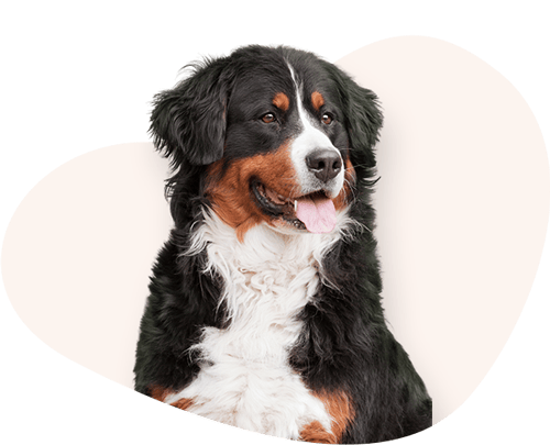 Portrait-Berner-Sennenhund-Rassefutter