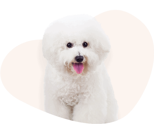 Portrait-Bichon-Frise-Rassefutter
