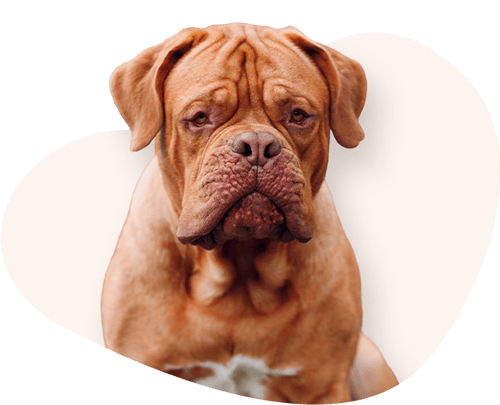 Portrait-Bordeaux-Dogge-Rassefutter
