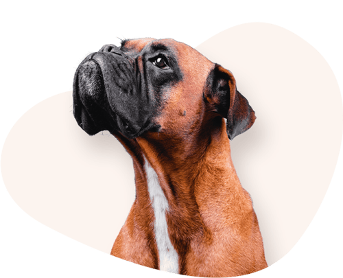 Portrait-Boxer-Rassefutter