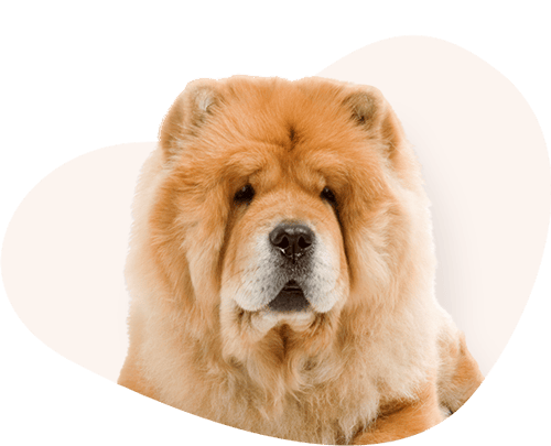 Portrait-Chow-Chow-Rassefutter