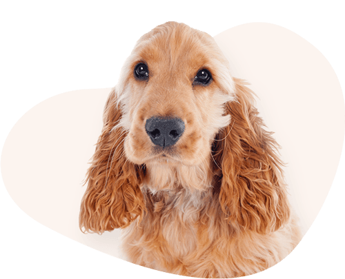 Portrait-Cocker-Spaniel-Rassefutter