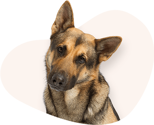 Portrait-Deutscher-Schaeferhund-Rassefutter