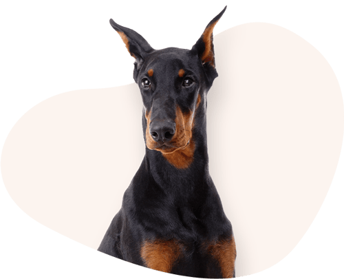 Portrait-Dobermann-Rassefutter
