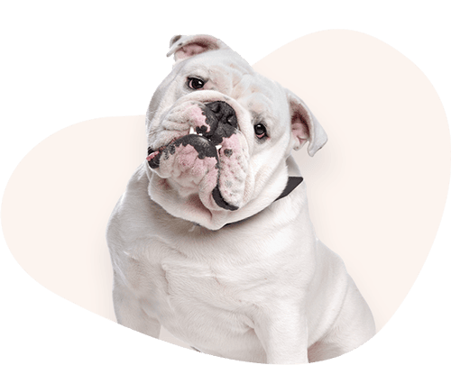 Portrait-Englische-Bulldogge-Rassefutter