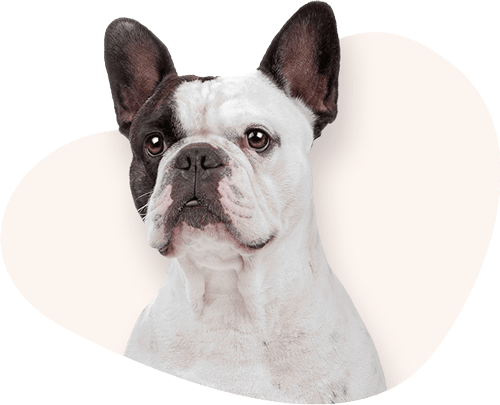 Portrait-Franzoesische-Bulldogge-Rassefutter