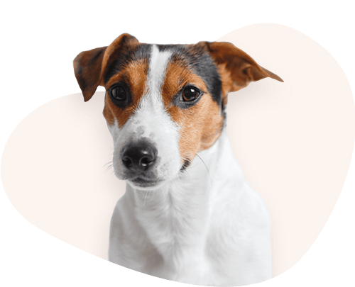 Portrait-Jack-Russell-Terrier-Rassefutter