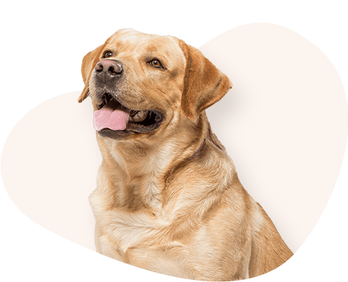 Portrait-Labrador-Retriever-Rassefutter