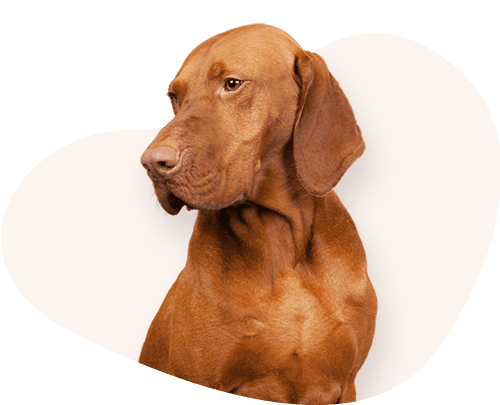 Portrait-Magyar-Vizsla-Rassefutter