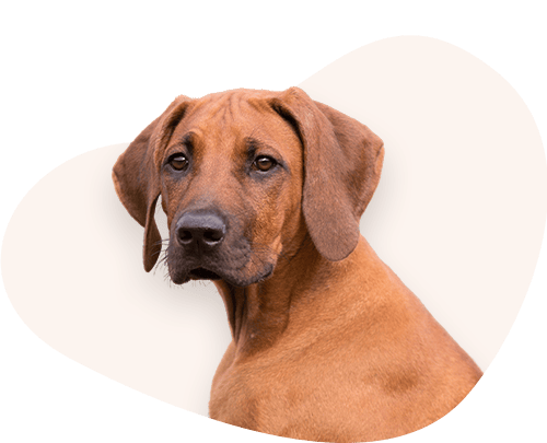 Portrait-Rhodesian-Ridgeback-Rassefutter