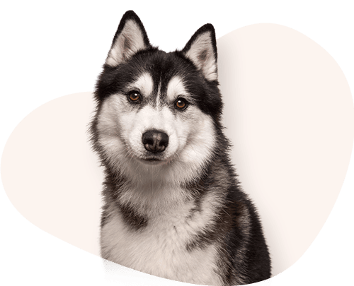 Portrait-Siberian-Husky-Rassefutter