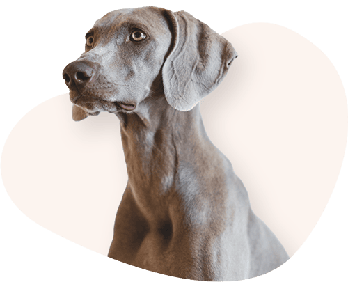 Portrait-Weimaraner-Rassefutter