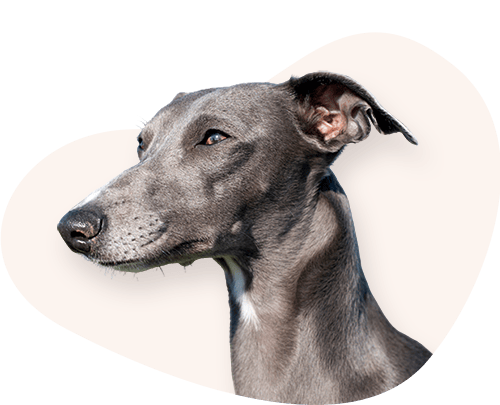 Portrait-Whippet-Rassefutter