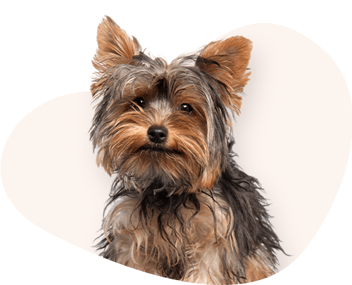 Portrait-Yorkshire-Terrier-Rassefutter