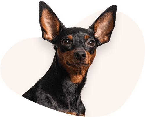 Portrait-Zwergpinscher-Rassefutter