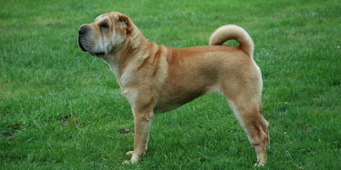 shar-pei-steht-auf-einer-wiese