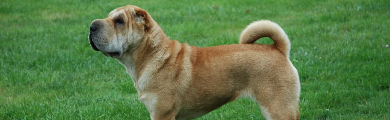 shar-pei-steht-auf-einer-wiese