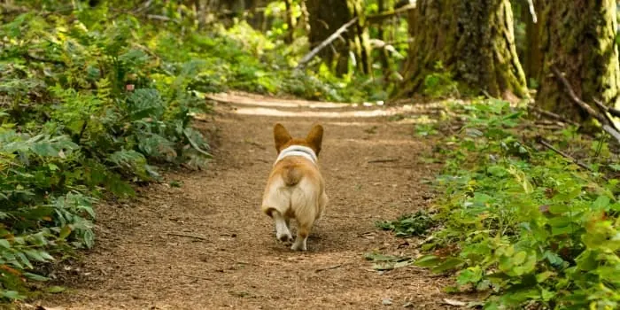 Hund-mit-Jagdtrieb-rennt-im-Wald-davon