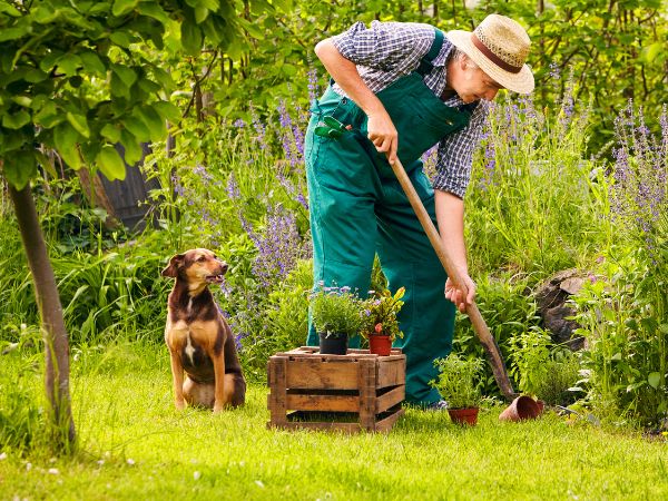 Hund-im-Garten-waehrend-der-Gartenarbeit