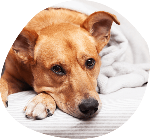 Hund-liegt-sensible-Verdauung