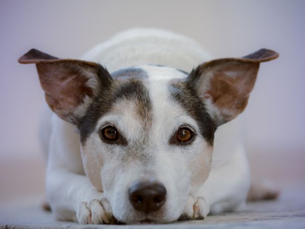 Hund-spreizt-seine-Ohren-zur-Seite