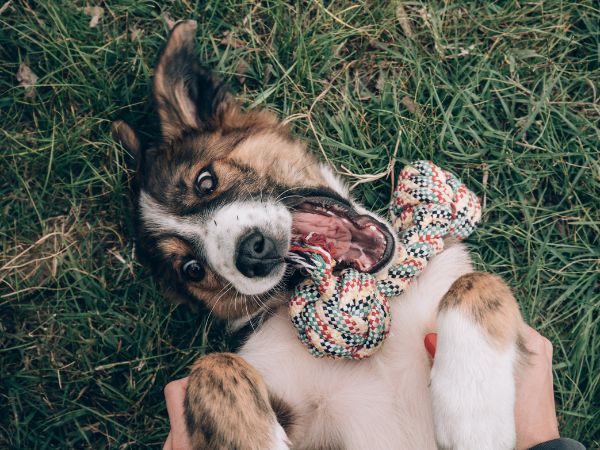 Hund-liegt-auf-dem-Ruecken-und-spielt-mit-einem-Menschen