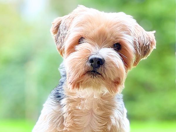 niedlicher-yorkshire-terrier-auf-der-hundewiese