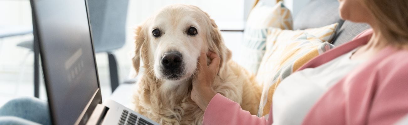 hund-liegt-mit-frau-und-laptop-auf-der-couch