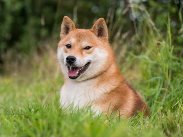 Shiba-Inu-sitzt-im-Gras