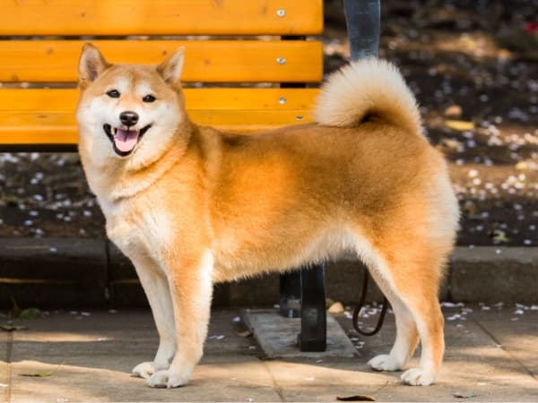 Shiba-Inu-steht-vor-einer-Sitzbank