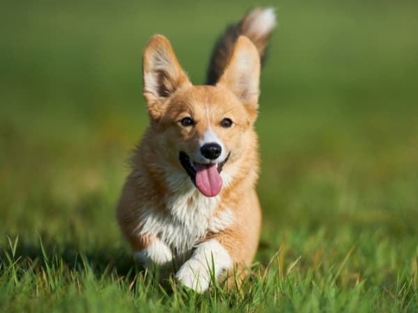 welsh-corgi-pembroke-rennt-ueber-eine-wiese