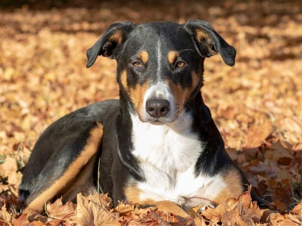 appenzeller-sennenhund-liegt-im-laub