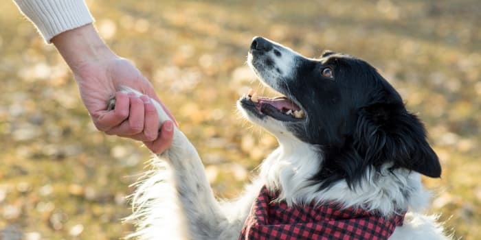 border-collie-gibt-pfote