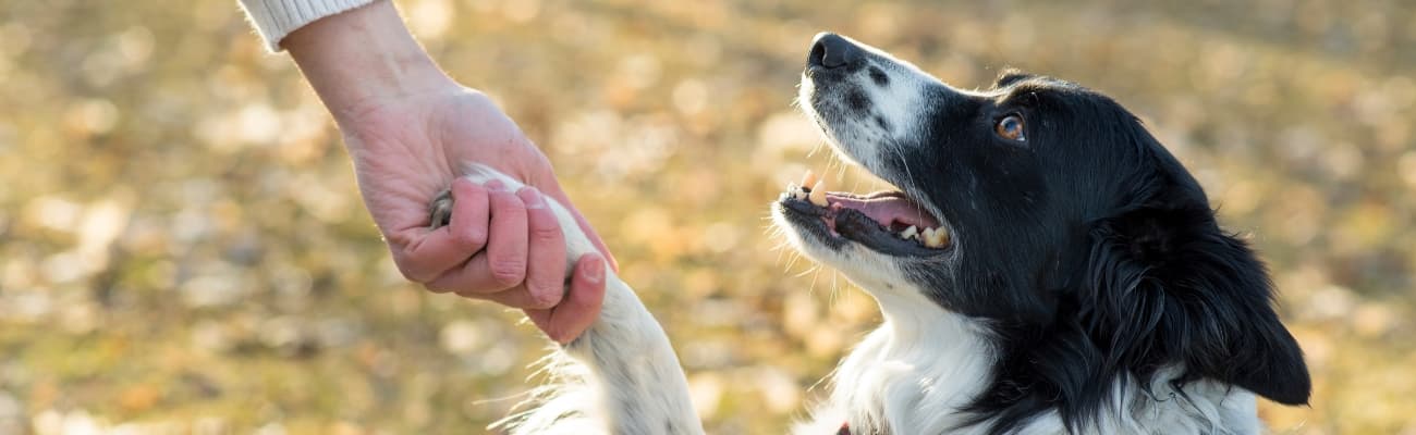 border-collie-gibt-pfote
