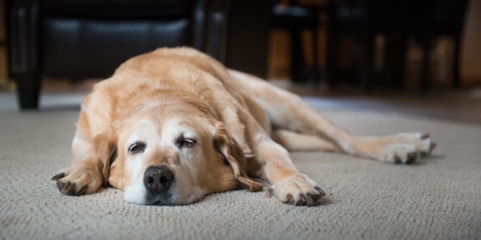 mueder-golden-retriever-schlaeft-auf-einem-teppichboden